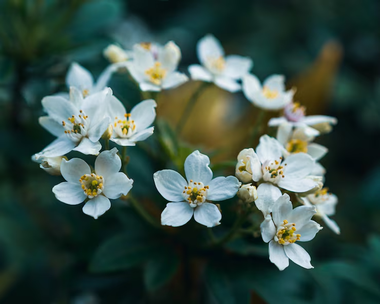 Leather · Jasmine Sambac