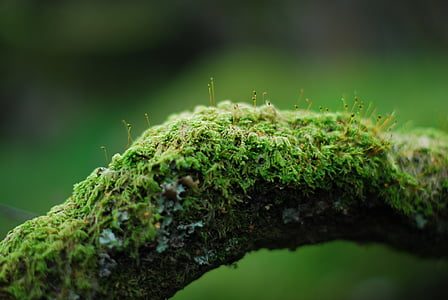 Amber · Moss · Patchouli