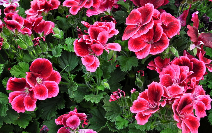 Sage · Geranium · Juniper Berries