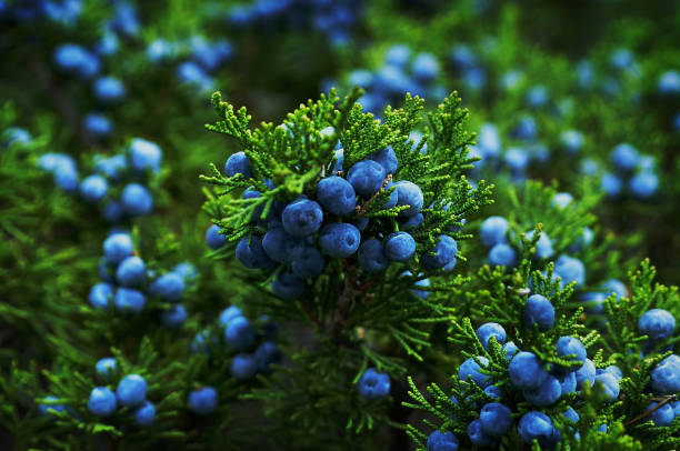 Sage · Geranium · Juniper Berries