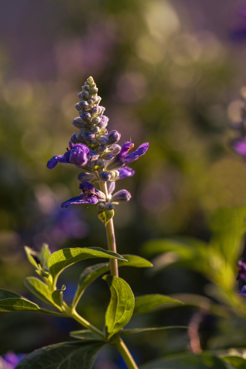 Sage · Geranium · Juniper Berries