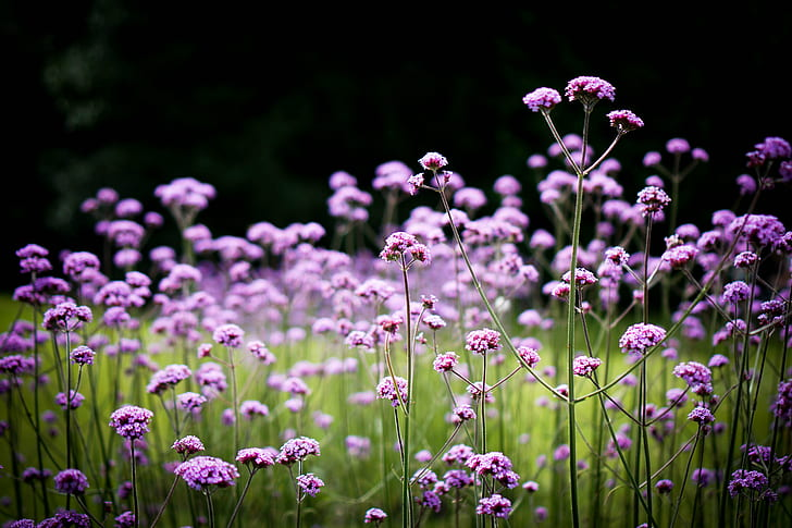 Lemon · Verbena