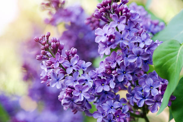 Pink Pepper · Violet