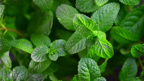 Pear · Lavender · Mint