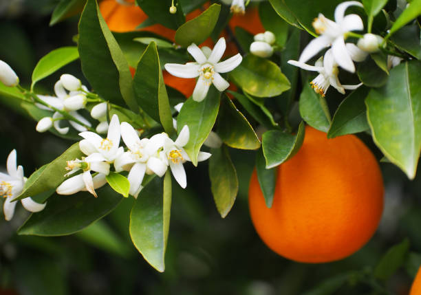 Plum · Orange Blossom · Cardamom