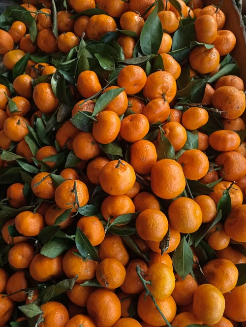 Sicilian Orange · Ginger