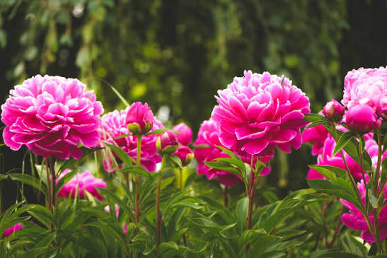 Peony · Orange Blossom · Jasmine