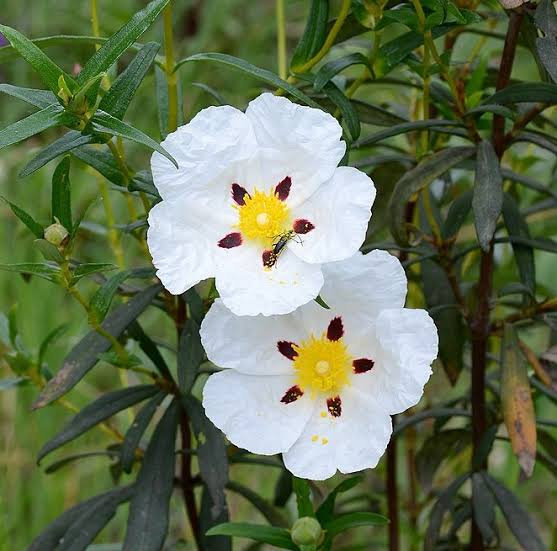 Labdanum