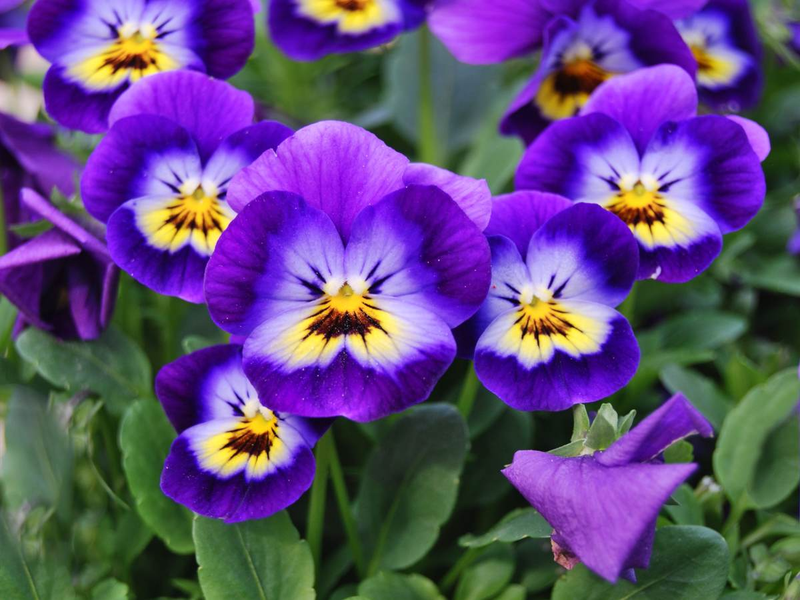 Jasmine · Violet