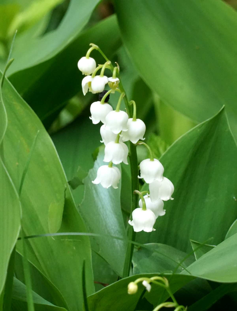 Cedarwood · Lily of the Valley · Bulgarian Rose