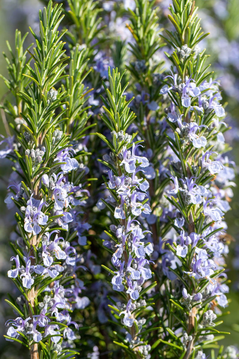 Geranium · Lavender · Rosemary