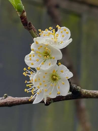 Pear Blossom · Italian Mandarin · Red Berries