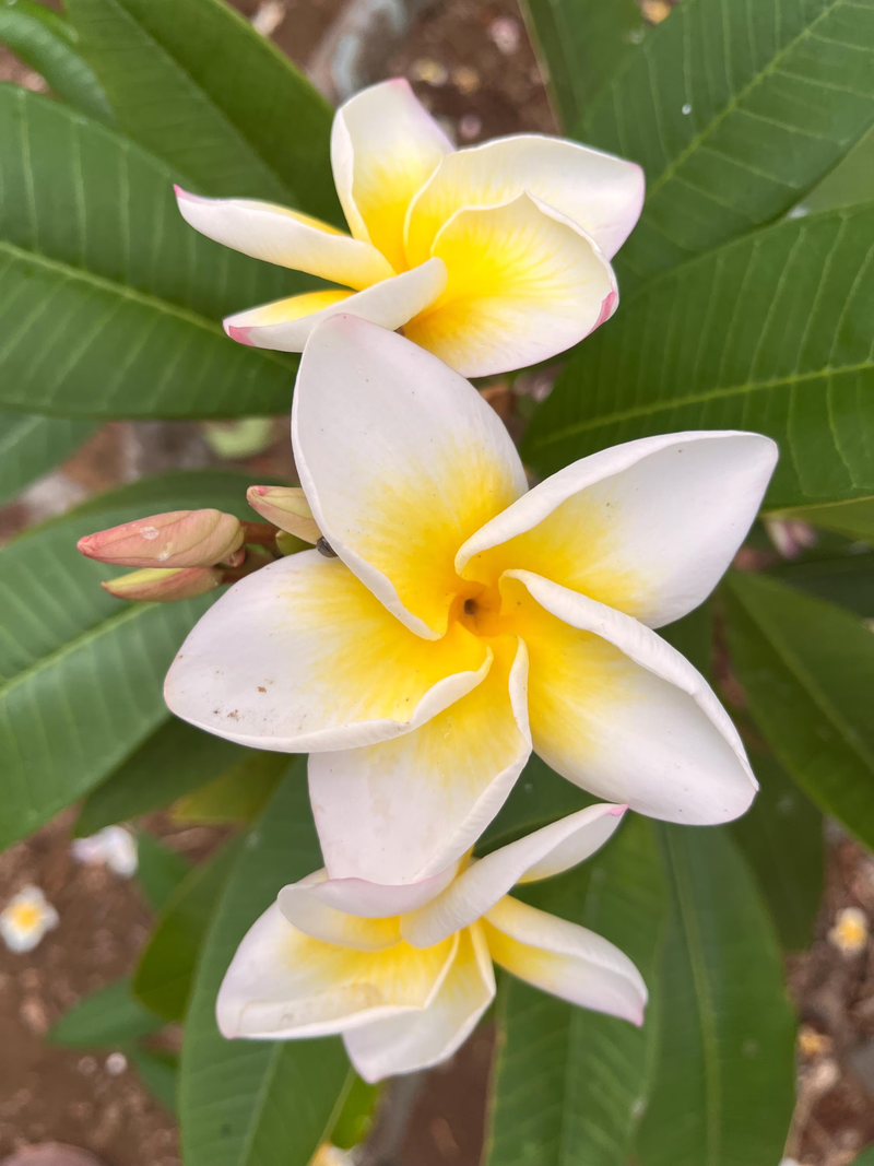 Gardenia · Jasmine · Frangipani