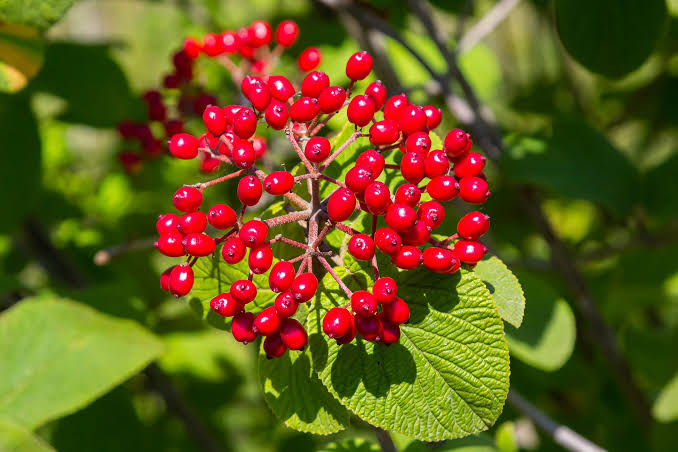 Pear Blossom · Italian Mandarin · Red Berries