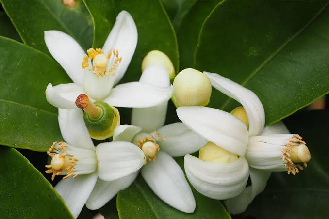 Neroli · Ginger · Cinnamon