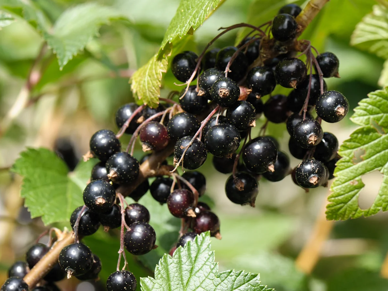 Bergamot · Sicilian Lemon · Blackcurrant
