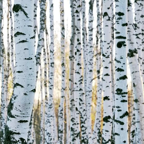 Musk · Cedarwood · Birch